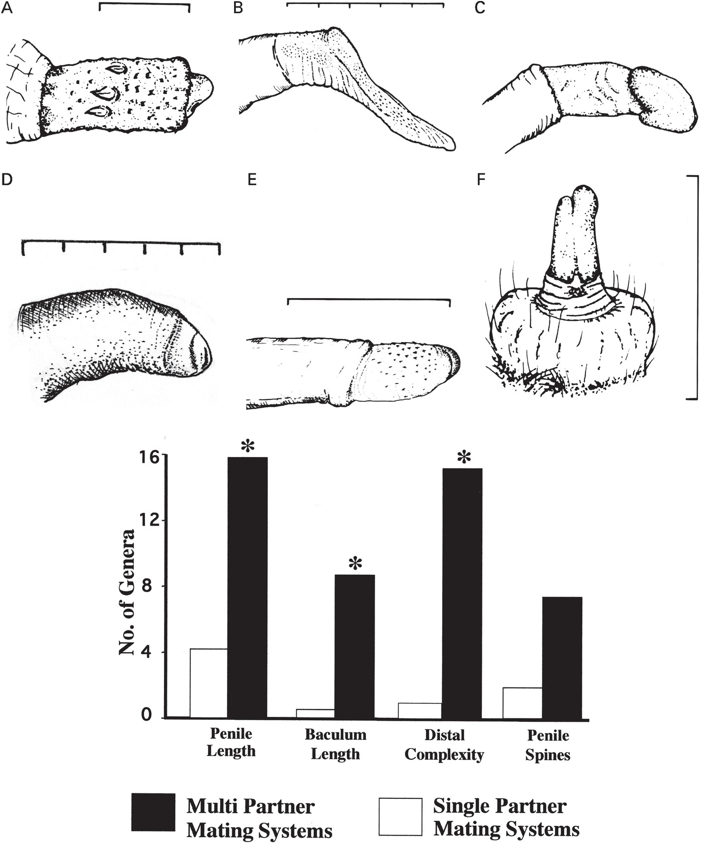 Phallic Structure and Function Chapter 5 Mammalian Sexuality