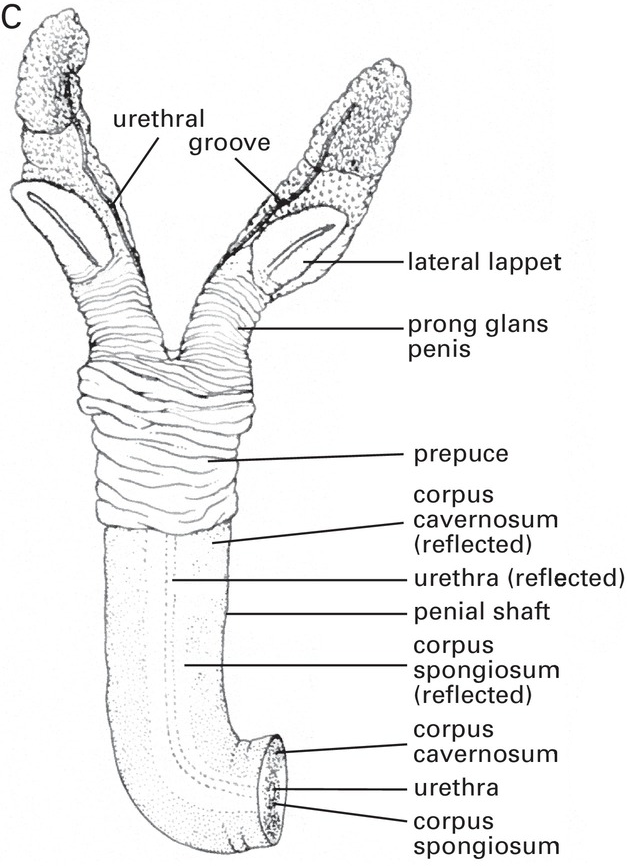 Phallic Structure and Function Chapter 5 Mammalian Sexuality