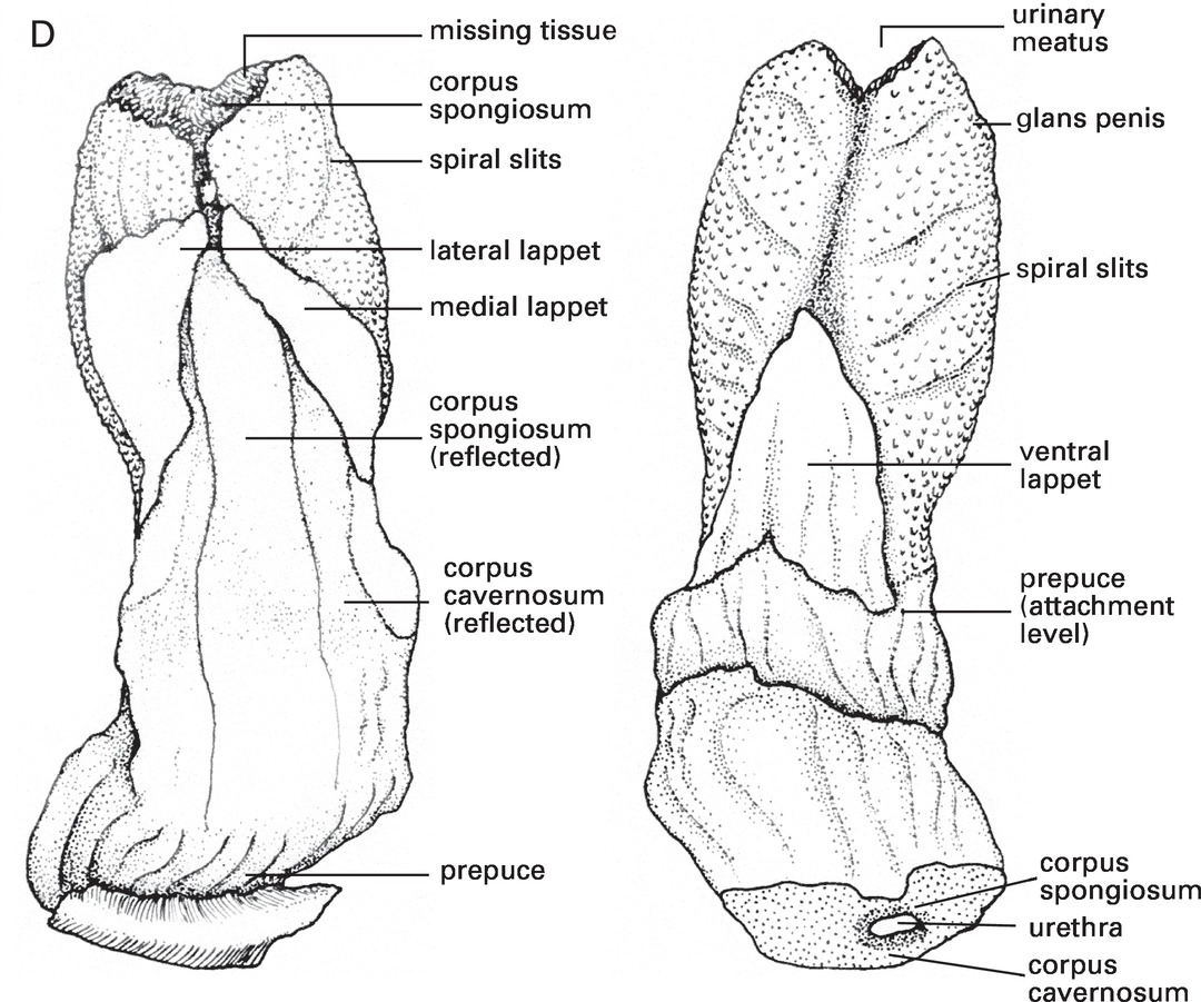 Phallic Structure and Function (Chapter 5) - Mammalian Sexuality