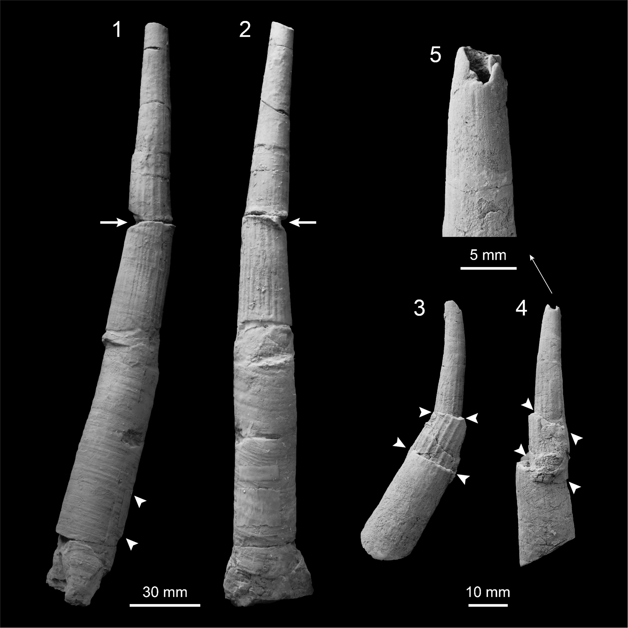 PDF) Gigantic scaphopods (Mollusca) from the Permian Akasaka Limestone,  central Japan