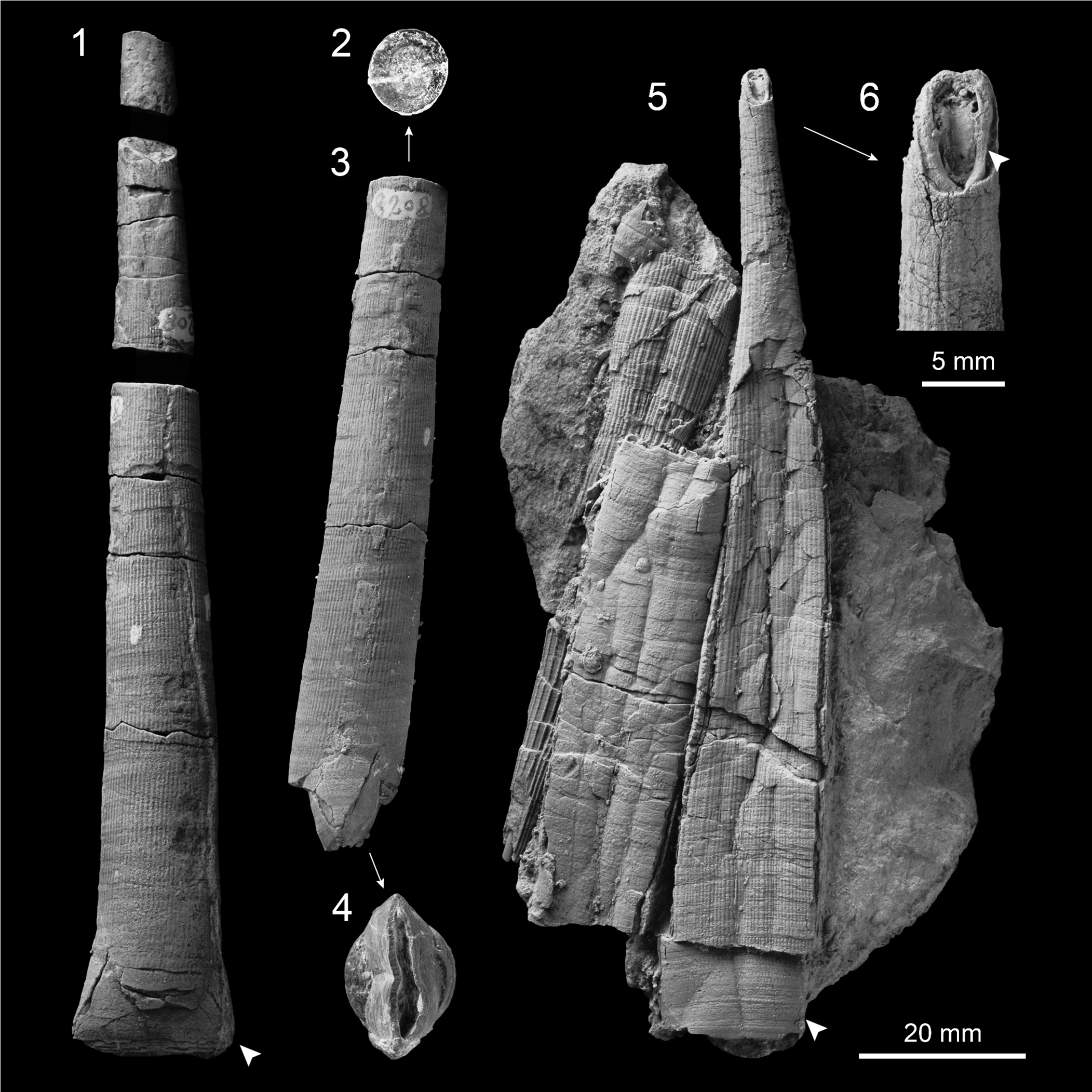 PDF) Gigantic scaphopods (Mollusca) from the Permian Akasaka Limestone,  central Japan