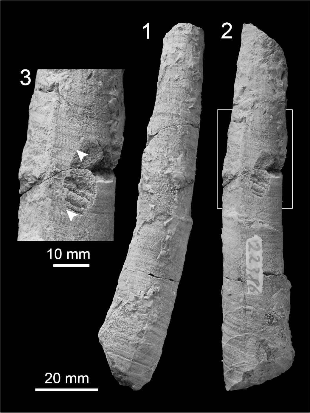 PDF) Gigantic scaphopods (Mollusca) from the Permian Akasaka Limestone,  central Japan