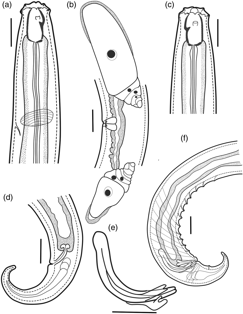 Description of a new species Coomansus batxatensis (Mononchida ...