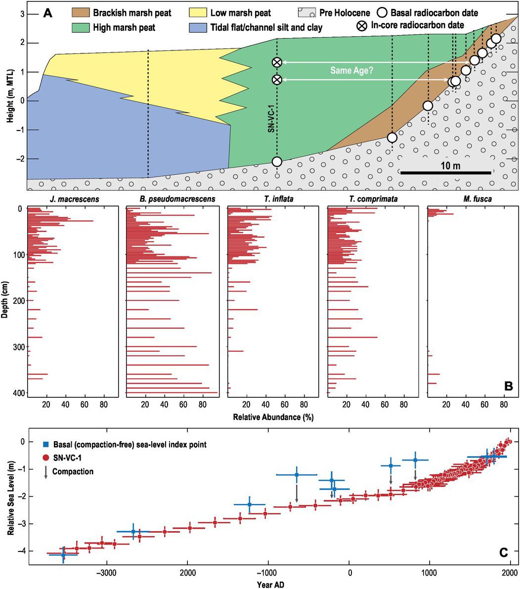 Marsh Dynamics (Part II) - Salt Marshes