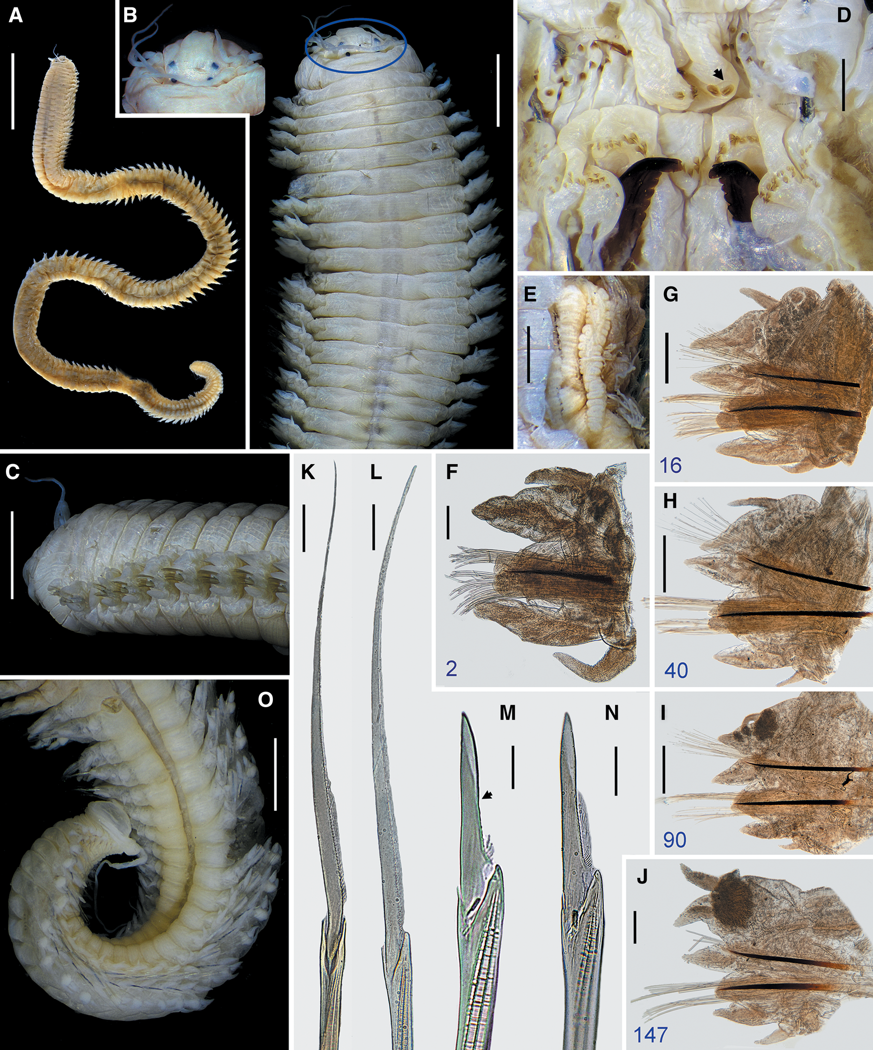 Sand Worm (Perinereis sp.) is the same species as sea worms