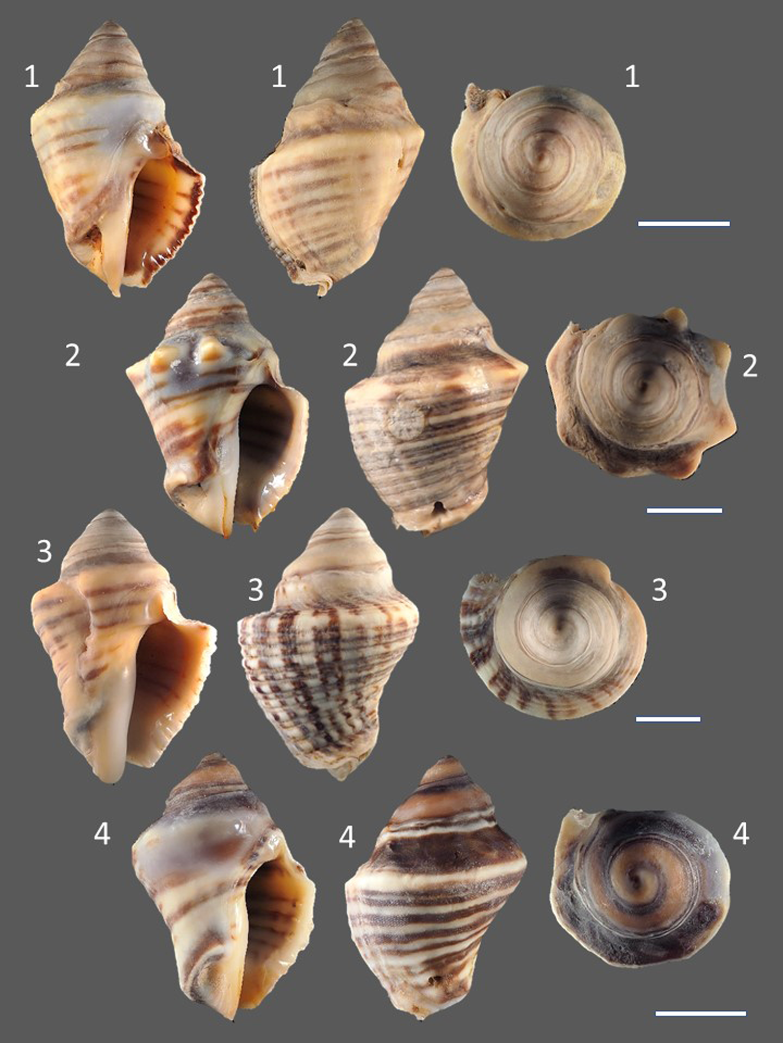 An evolutionary estuarine incursion: molecular differentiation and ...