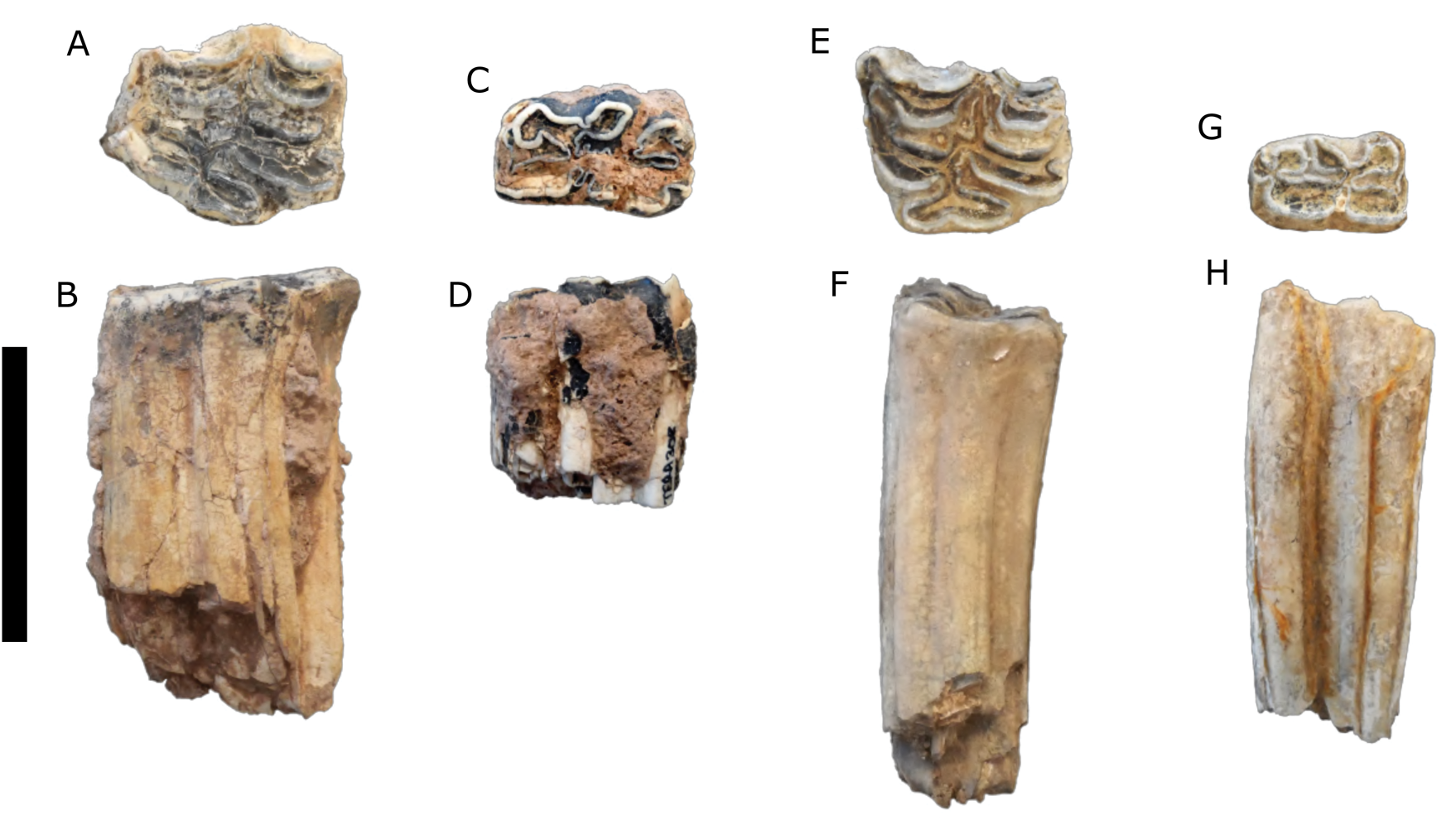 Paleobiology of a large mammal community from the late Pleistocene of  Sonora, Mexico | Quaternary Research | Cambridge Core