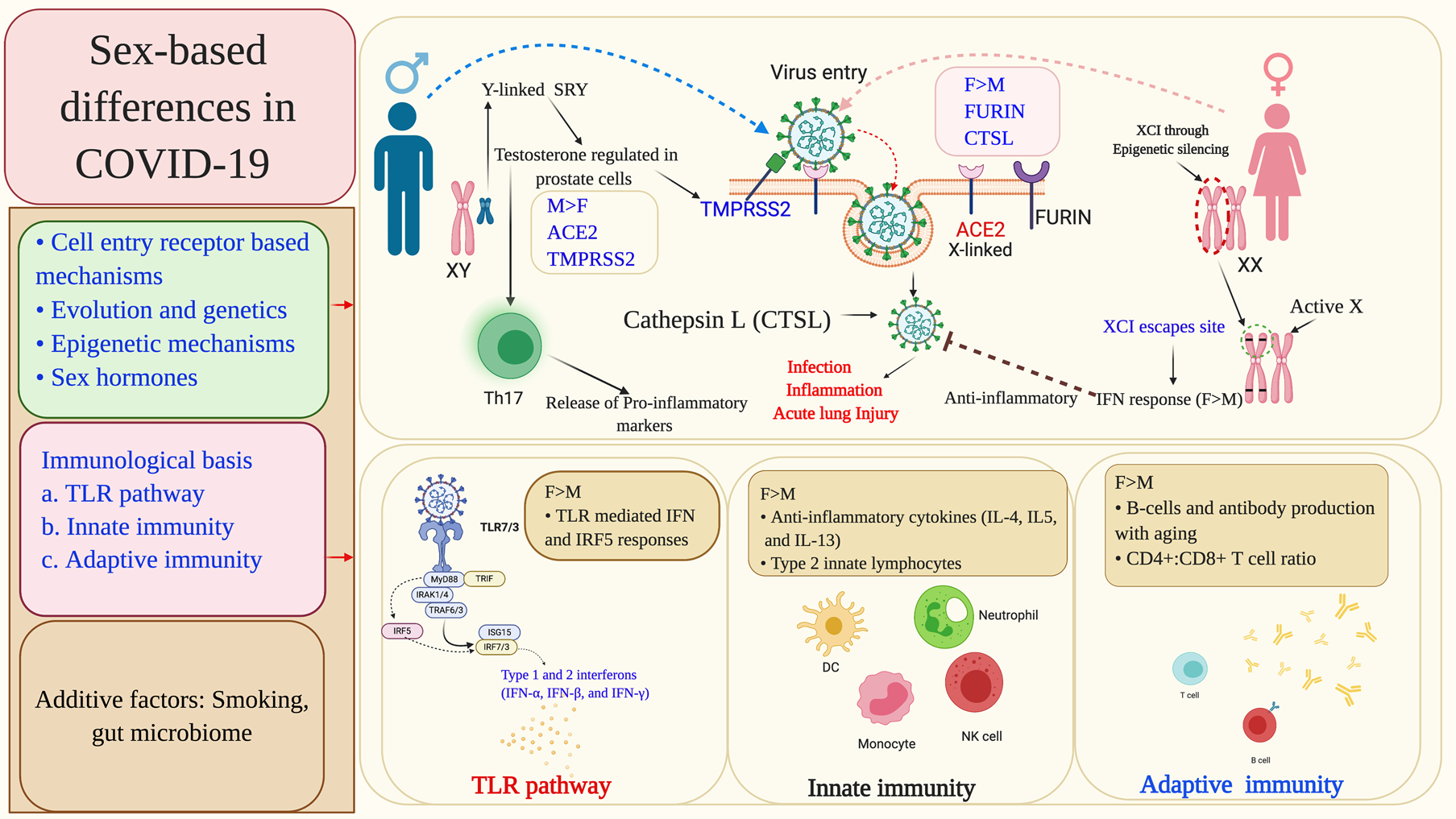 COVID-19 pandemic: insights into molecular mechanisms leading to sex-based  differences in patient outcomes | Expert Reviews in Molecular Medicine |  Cambridge Core