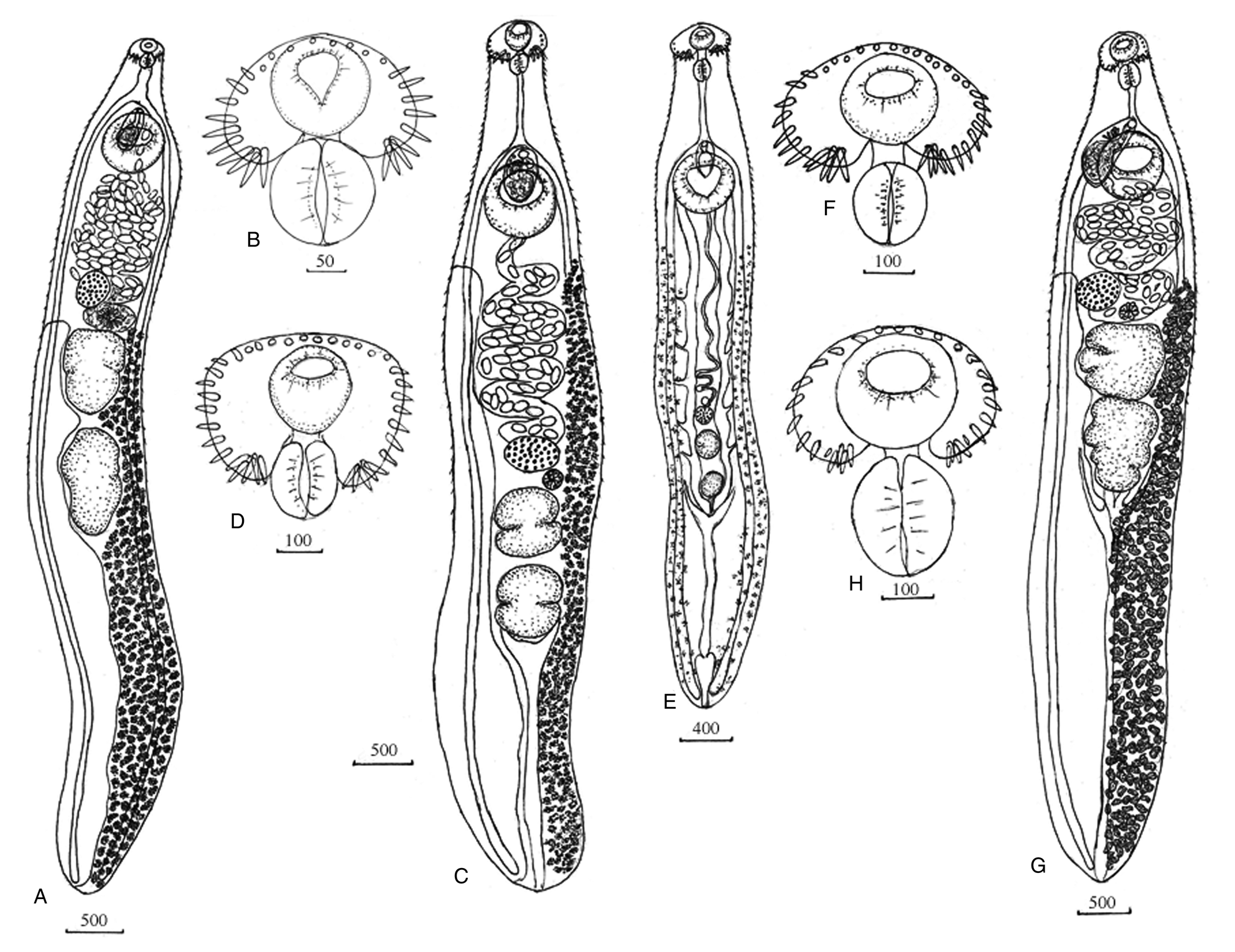 Echinostoma chankensis nom. nov., other Echinostoma spp. and ...