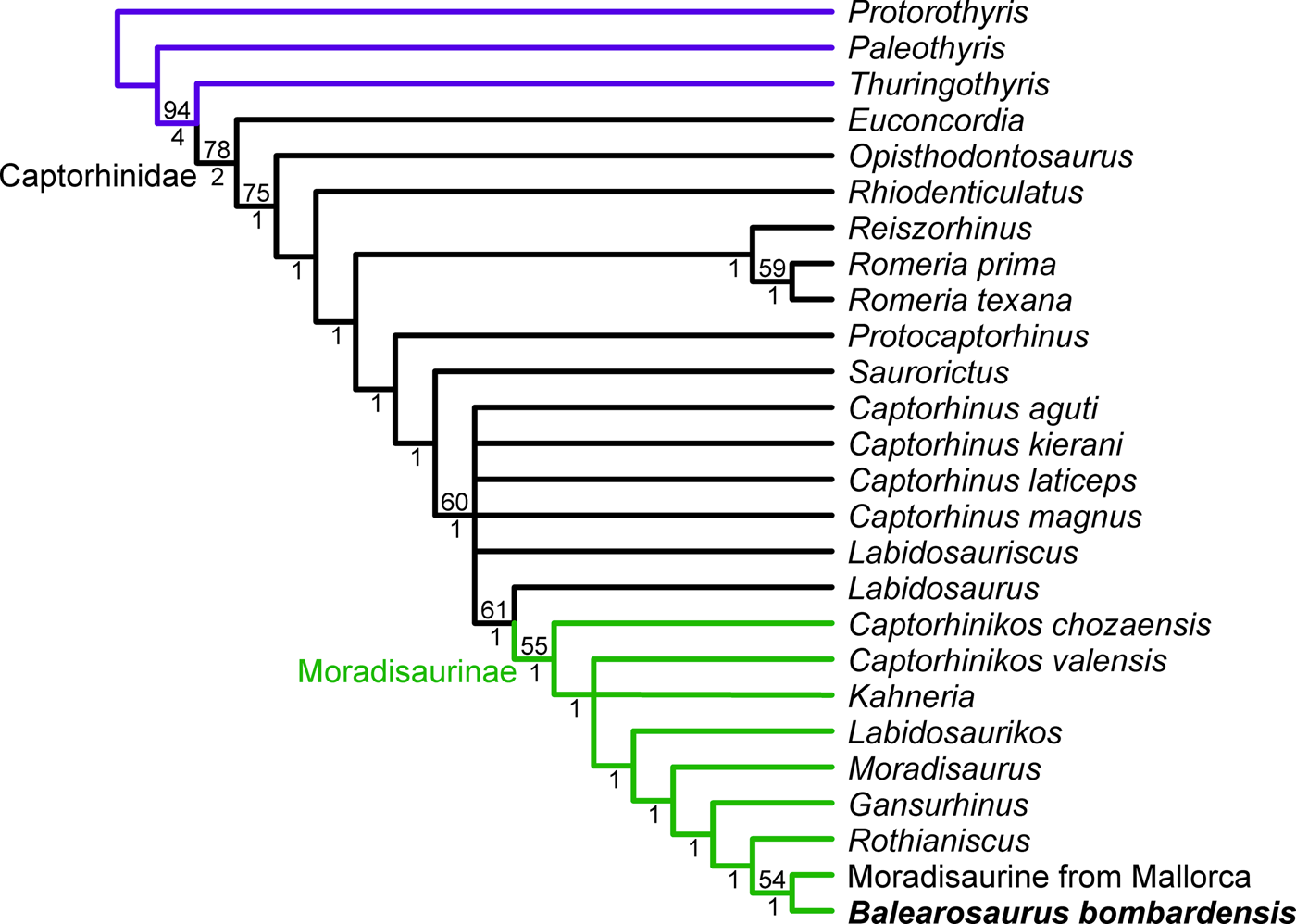 A captorhinid-dominated assemblage from the palaeoequatorial Permian of  Menorca (Balearic Islands, western Mediterranean) | Earth and Environmental  Science Transactions of The Royal Society of Edinburgh | Cambridge Core