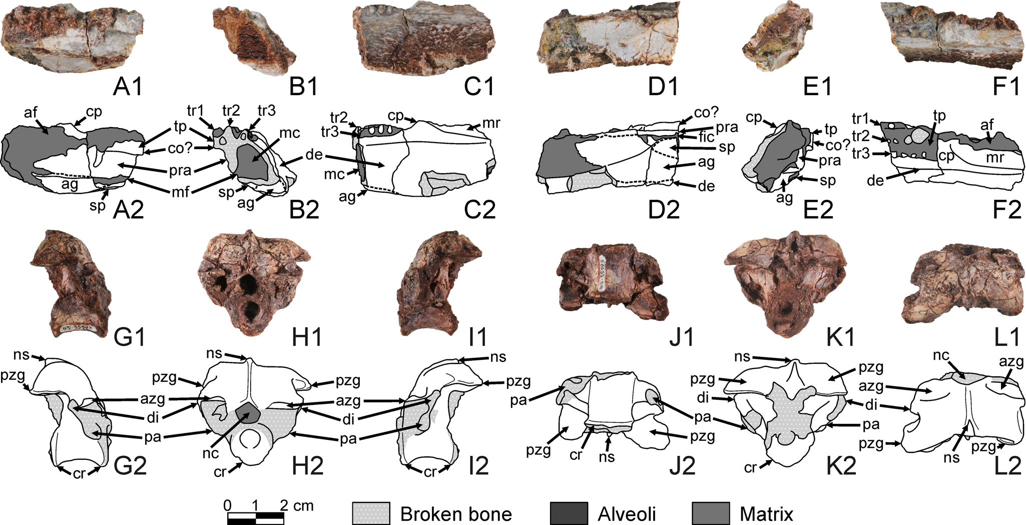 A captorhinid-dominated assemblage from the palaeoequatorial Permian of  Menorca (Balearic Islands, western Mediterranean) | Earth and Environmental  Science Transactions of The Royal Society of Edinburgh | Cambridge Core