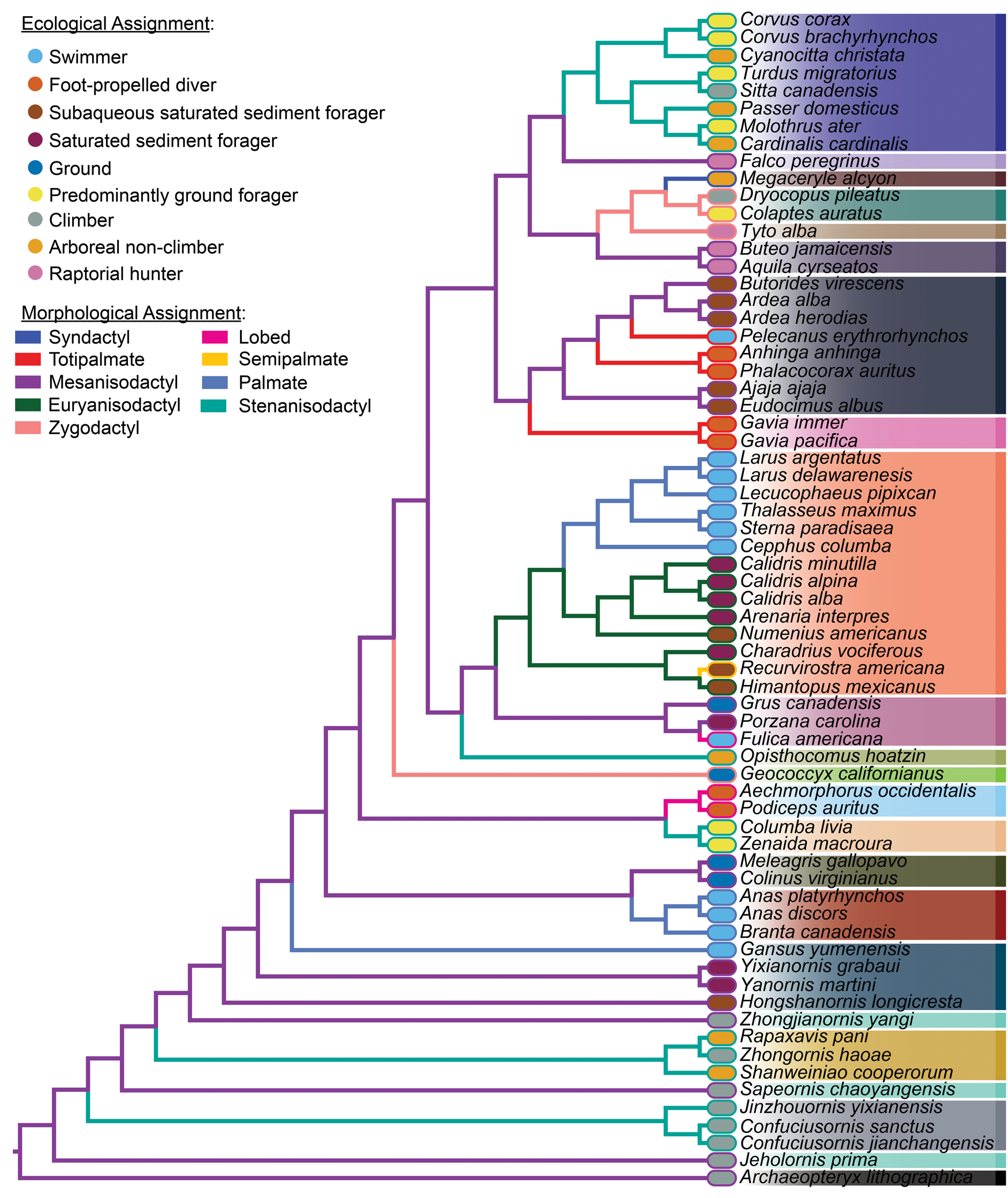 Principal component analysis of avian hind limb and foot morphometrics and  the relationship between ecology and phylogeny | Paleobiology | Cambridge  Core