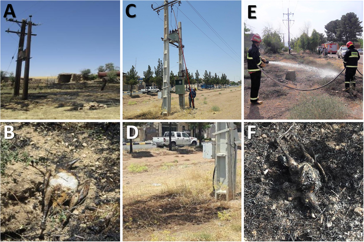 Electrical Components Involved in Avian Caused Outages in Iran