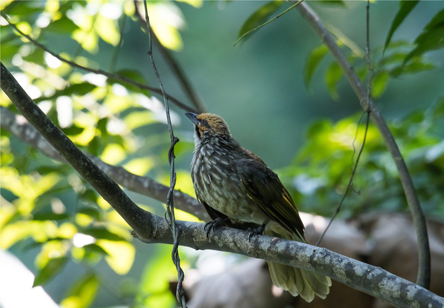 A distance sampling survey of the Critically Endangered Straw