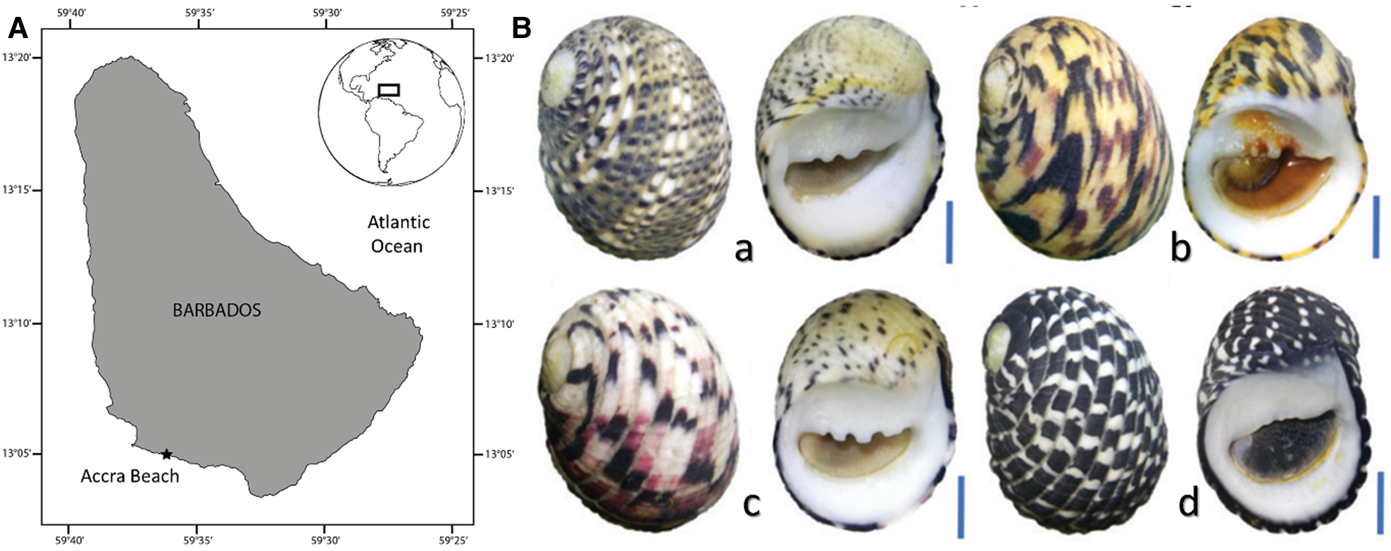 Shell morphometric ratios as a tool for taxonomic determination in  gastropods: a case study in Nerita (Gastropoda, Neritidae) | Journal of the  Marine Biological Association of the United Kingdom | Cambridge Core