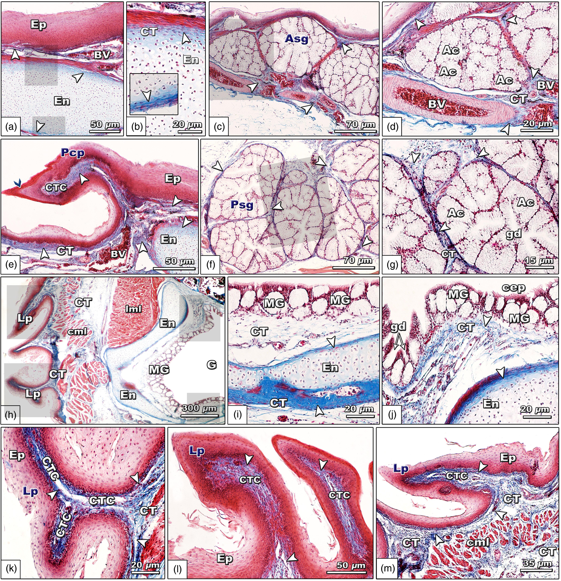 Biological Aspects of the Tongue and Oropharyngeal Cavity of the Eurasian  Collared Dove (Streptopelia decaocto, Columbiformes, Columbidae):  Anatomical, Histochemical, and Ultrastructure Study | Microscopy and  Microanalysis | Cambridge Core