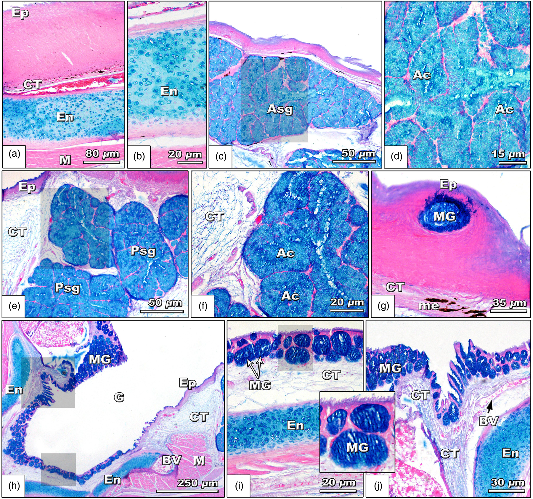 Biological Aspects of the Tongue and Oropharyngeal Cavity of the Eurasian  Collared Dove (Streptopelia decaocto, Columbiformes, Columbidae):  Anatomical, Histochemical, and Ultrastructure Study | Microscopy and  Microanalysis | Cambridge Core