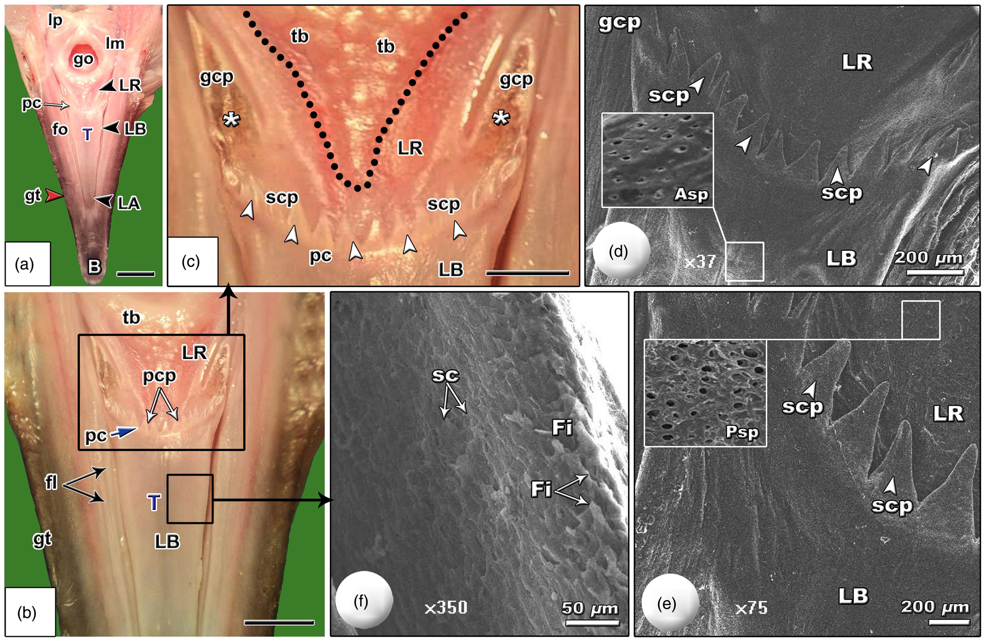 Biological Aspects of the Tongue and Oropharyngeal Cavity of the Eurasian  Collared Dove (Streptopelia decaocto, Columbiformes, Columbidae):  Anatomical, Histochemical, and Ultrastructure Study | Microscopy and  Microanalysis | Cambridge Core