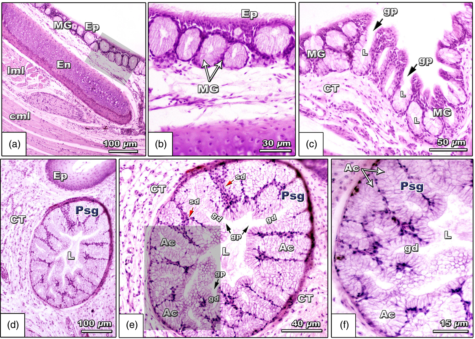 Biological Aspects of the Tongue and Oropharyngeal Cavity of the Eurasian  Collared Dove (Streptopelia decaocto, Columbiformes, Columbidae):  Anatomical, Histochemical, and Ultrastructure Study | Microscopy and  Microanalysis | Cambridge Core