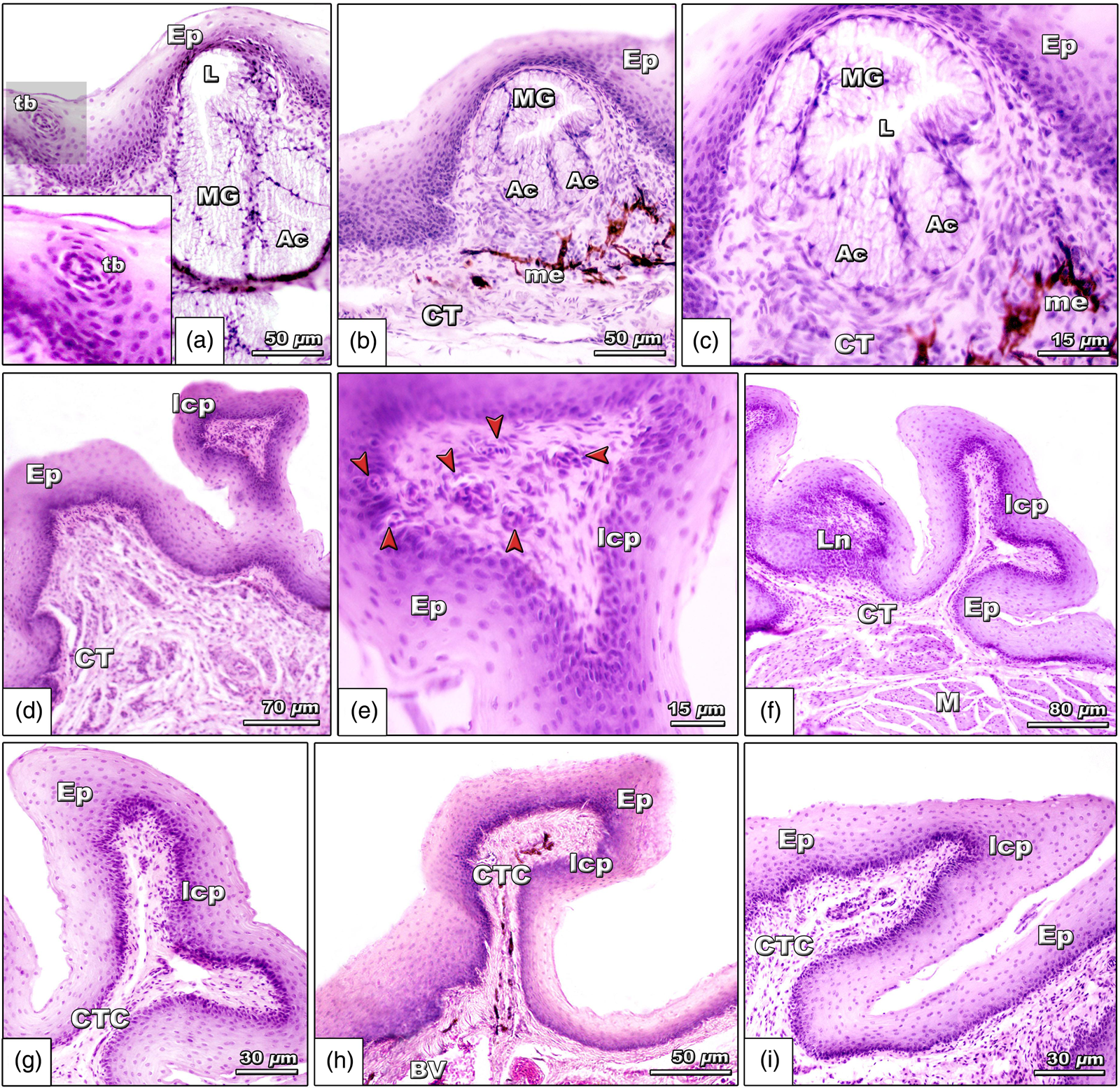 Biological Aspects of the Tongue and Oropharyngeal Cavity of the Eurasian  Collared Dove (Streptopelia decaocto, Columbiformes, Columbidae):  Anatomical, Histochemical, and Ultrastructure Study | Microscopy and  Microanalysis | Cambridge Core