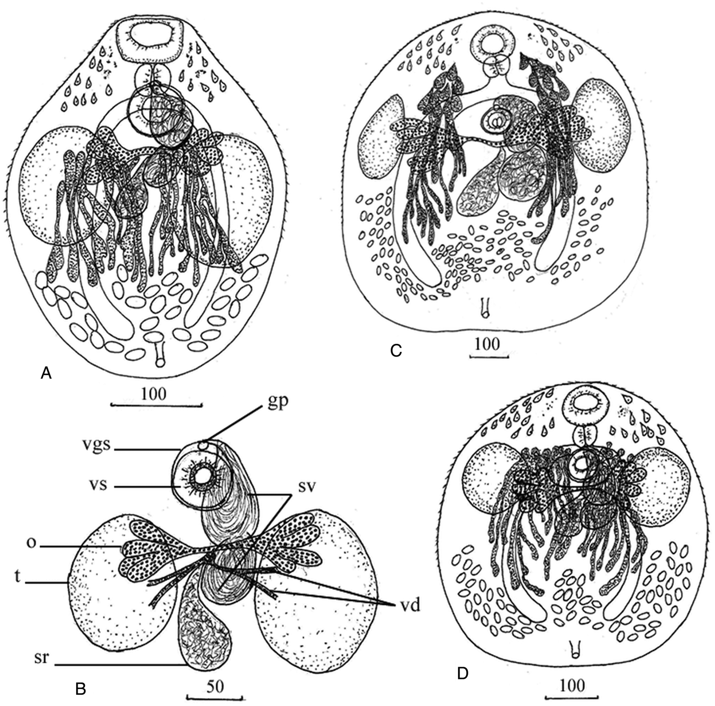 Three species of Exorchis Kobayashi, 1921 (Digenea: Cryptogonimidae) in ...