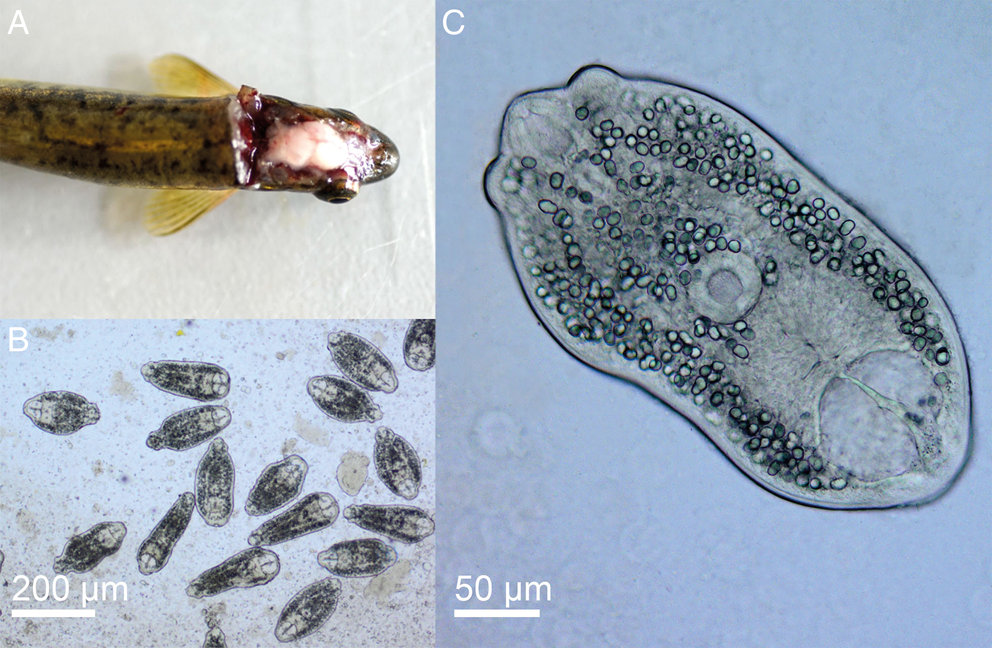 Molecular and morphological characterisation of Diplostomum phoxini ...