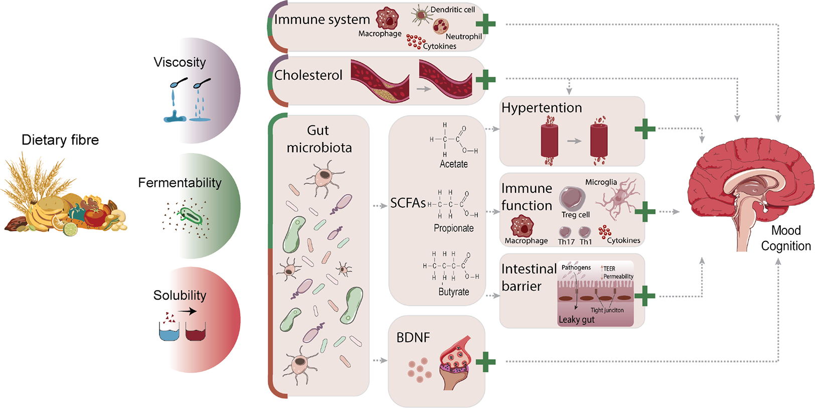 Dietary Fibre And The Gut–brain Axis: Microbiota-dependent And ...