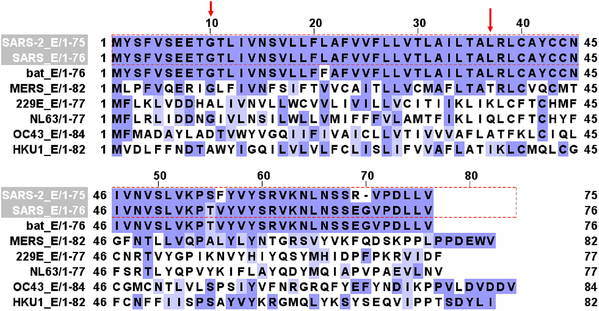 SARS-CoV-2 ORF3A interacts with the Clic-like chloride channel-1 (CLCC1)  and triggers an unfolded protein response [PeerJ]