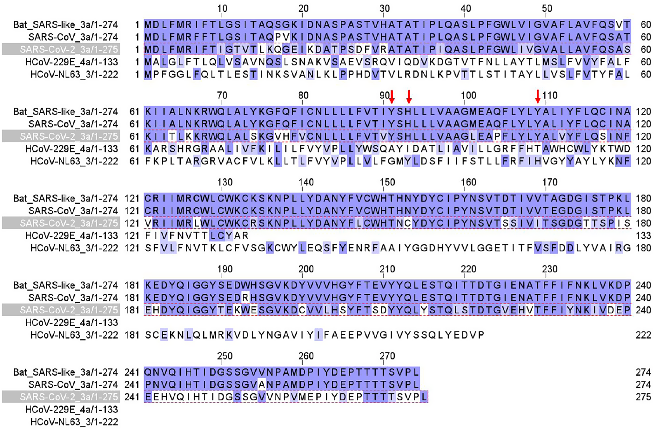 SARS-CoV-2 ORF3A interacts with the Clic-like chloride channel-1 (CLCC1)  and triggers an unfolded protein response [PeerJ]