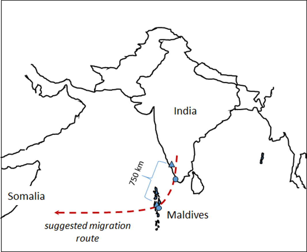 Wing shape differences along a migration route of the longdistance