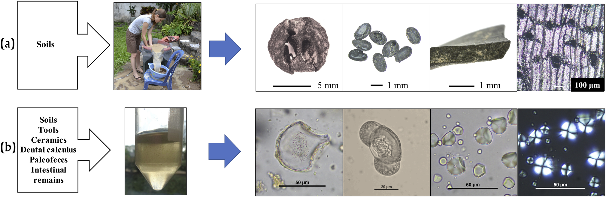 GATHERING AND SOWING ACROSS THE CENTRAL MAYA LOWLANDS: A REVIEW OF PLANT  USE BY PRECERAMIC PEOPLES AND THE EARLY TO MIDDLE PRECLASSIC MAYA | Ancient  Mesoamerica | Cambridge Core