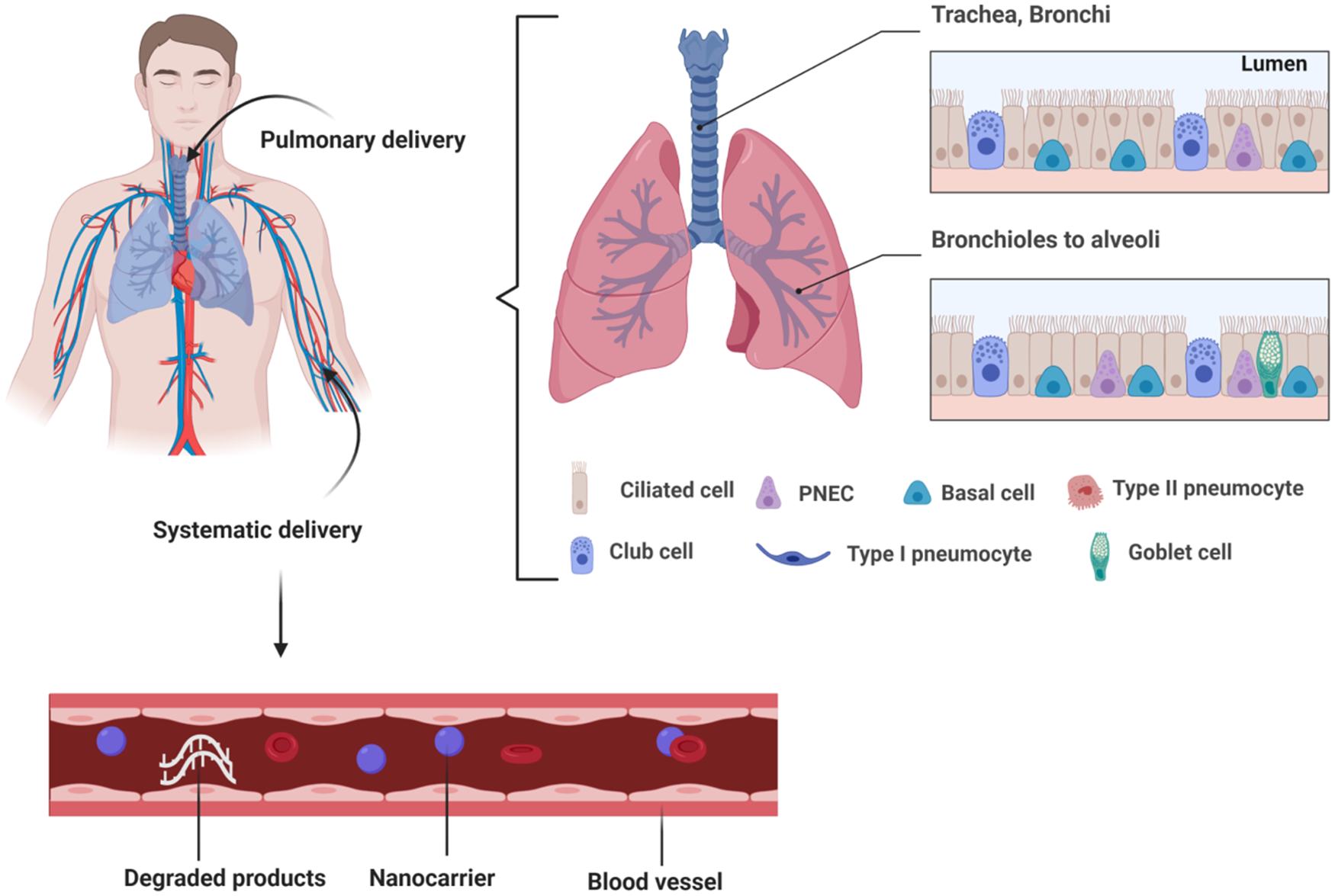 Biomacromolecule-mediated pulmonary delivery of siRNA and anti-sense ...