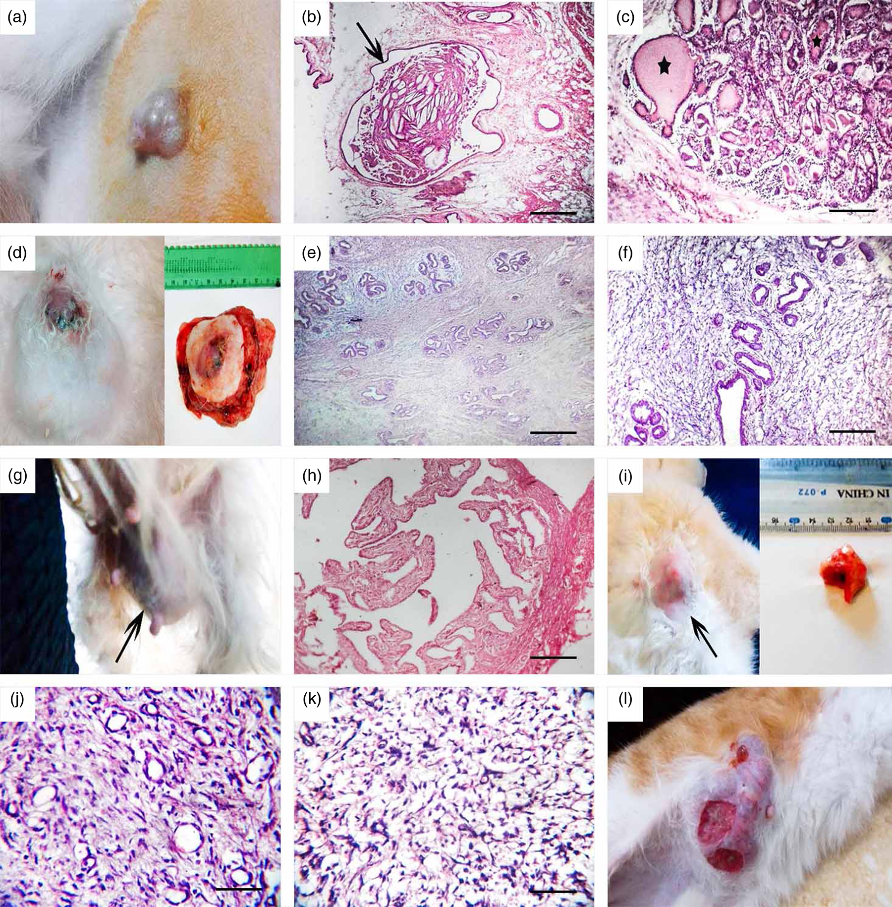 Pathological and Immunohistochemical Microscopy of Natural Cases of Canine  and Feline Neoplastic Mammary Lesions | Microscopy and Microanalysis |  Cambridge Core