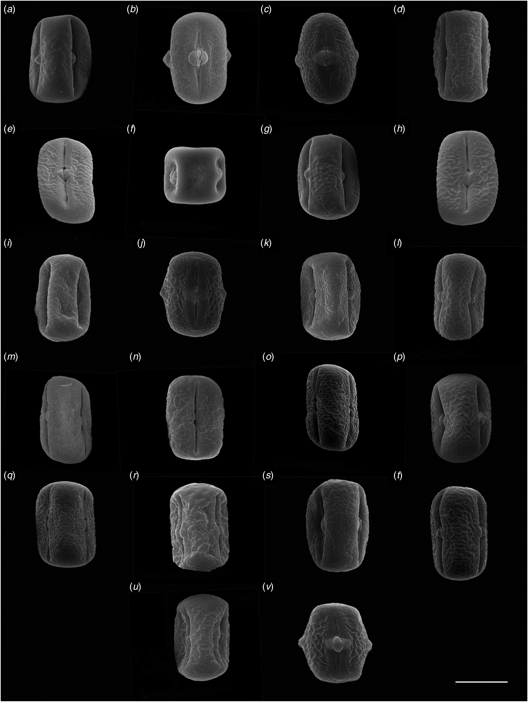 Electronic micrographs of pollen in studied subspecies of Linum