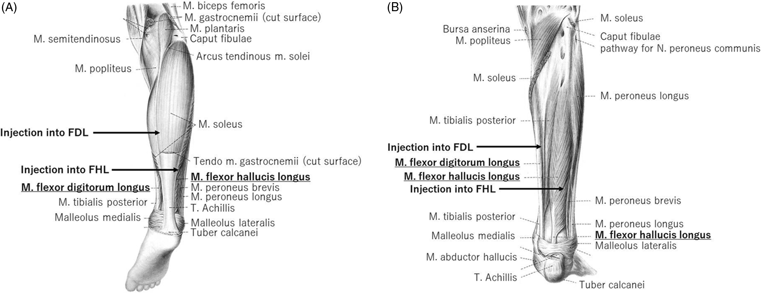 tibial posterior flexor digitorum longus flexor hallucis longus
