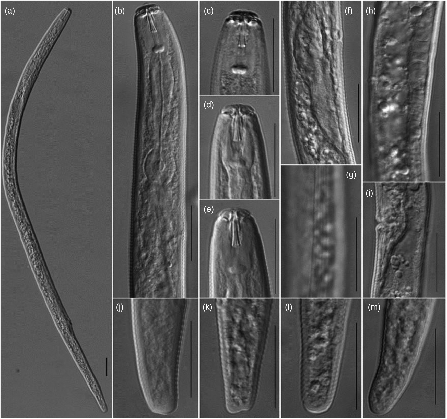 Identification and pathogenicity of Pratylenchus scribneri