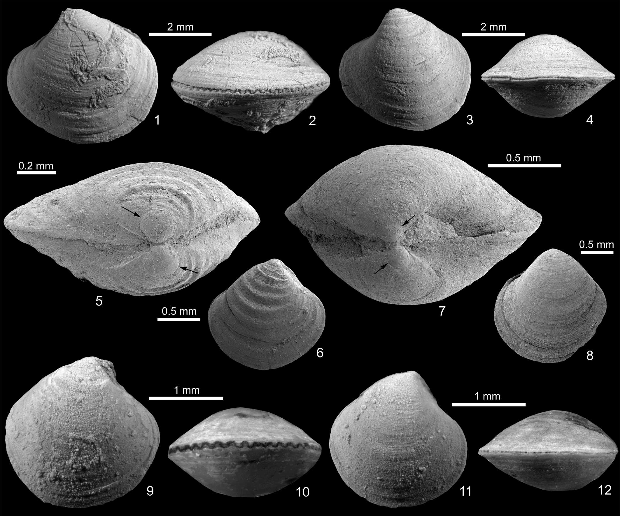 The earliest example of sexual dimorphism in bivalves—evidence from the ...