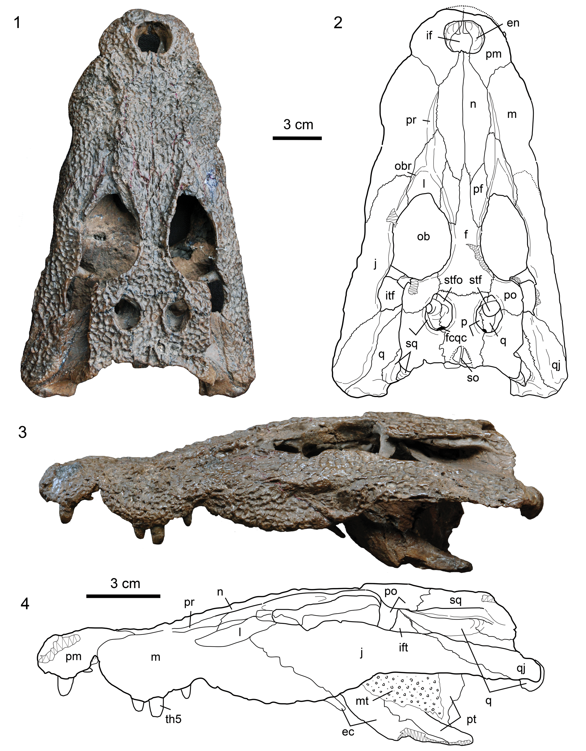 Full article: A systematic review of the giant alligatoroid Deinosuchus  from the Campanian of North America and its implications for the  relationships at the root of Crocodylia