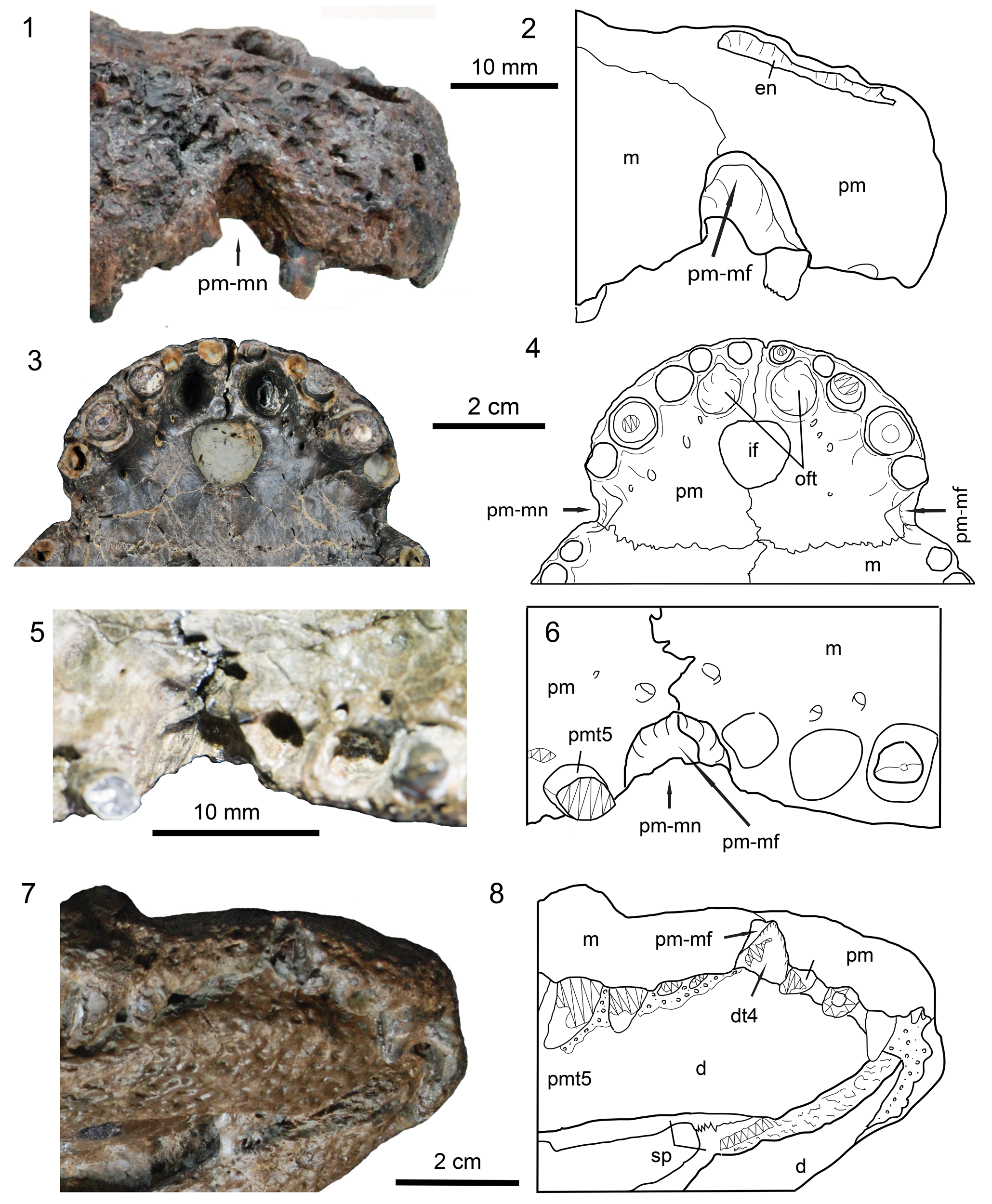 Full article: A systematic review of the giant alligatoroid Deinosuchus  from the Campanian of North America and its implications for the  relationships at the root of Crocodylia