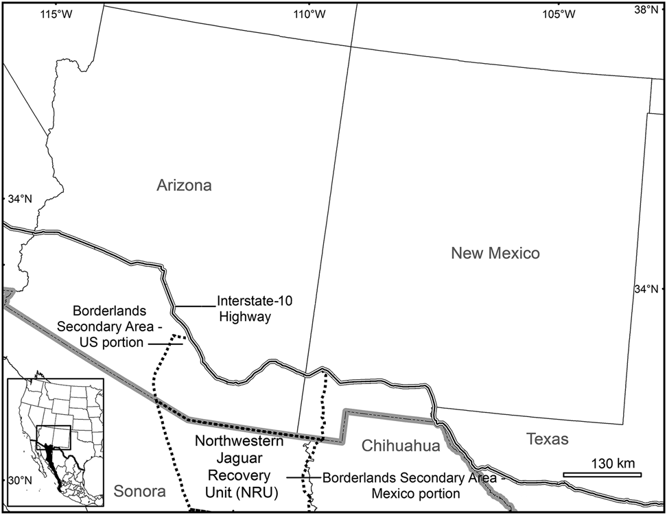 Jaguars in America: The case for rewilding the US southwest with