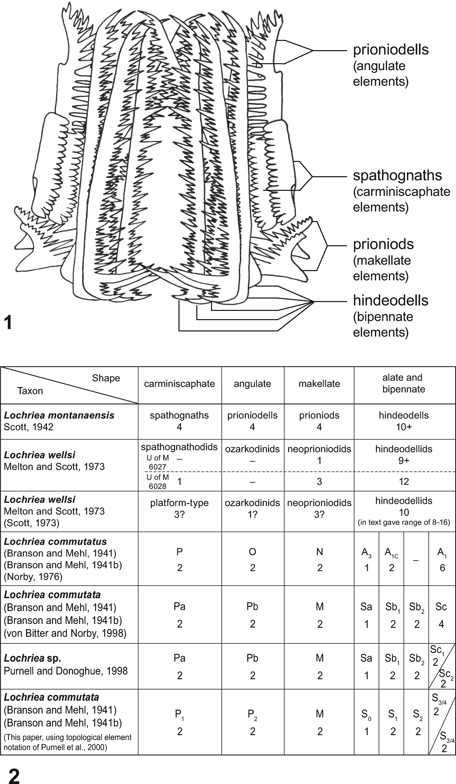 22+ Skeleton Diagram To Label