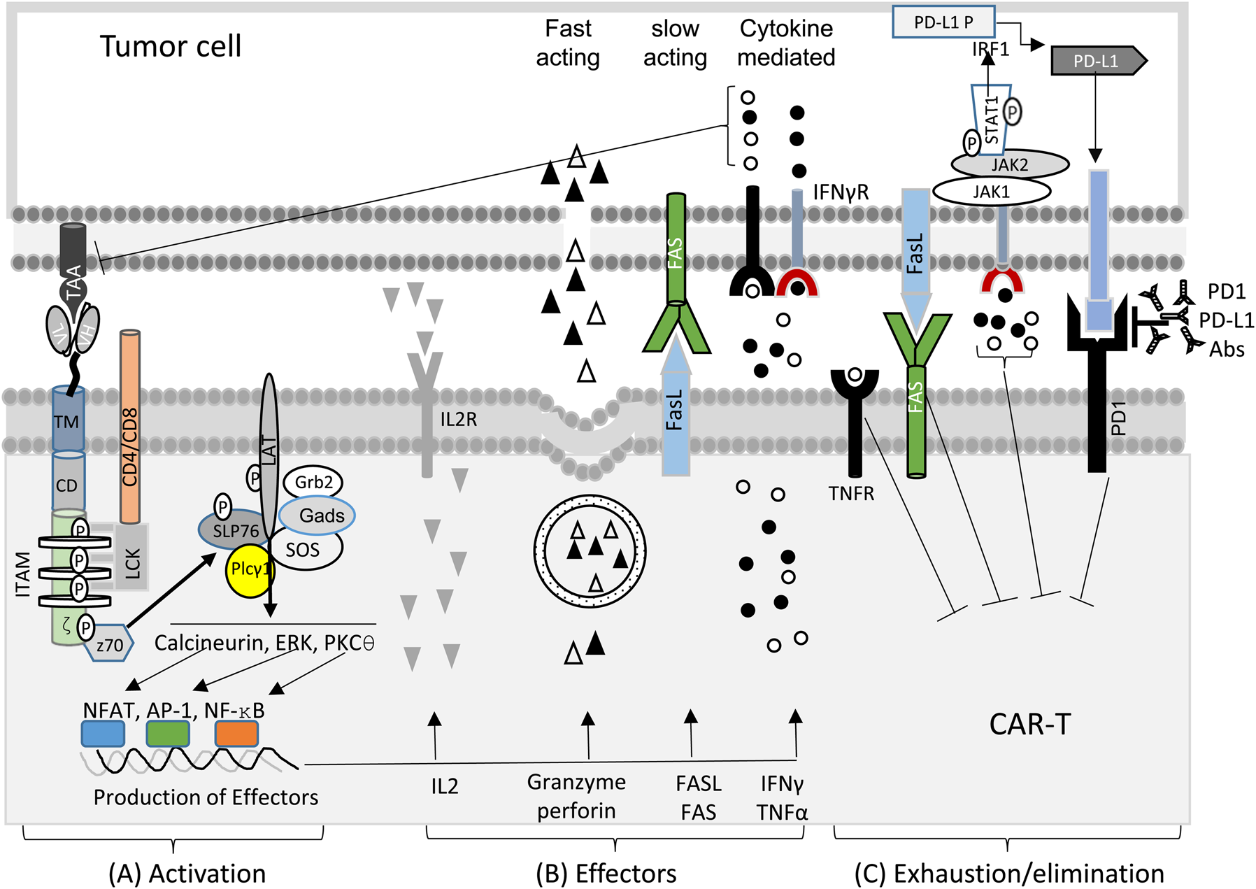 Transient rest restores functionality in exhausted CAR-T cells through  epigenetic remodeling