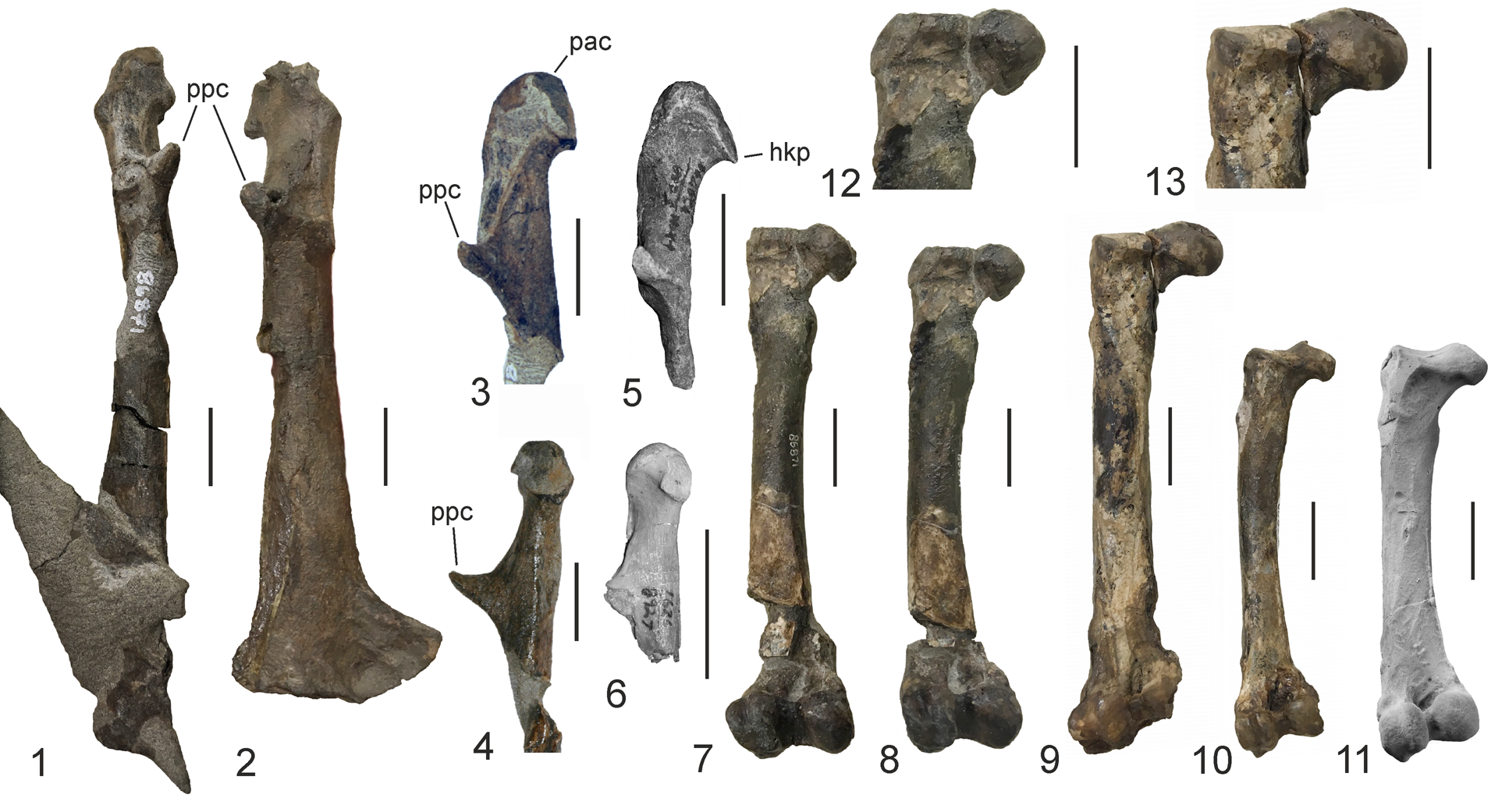 New late Eocene and Oligocene plotopterid fossils from Washington State ...