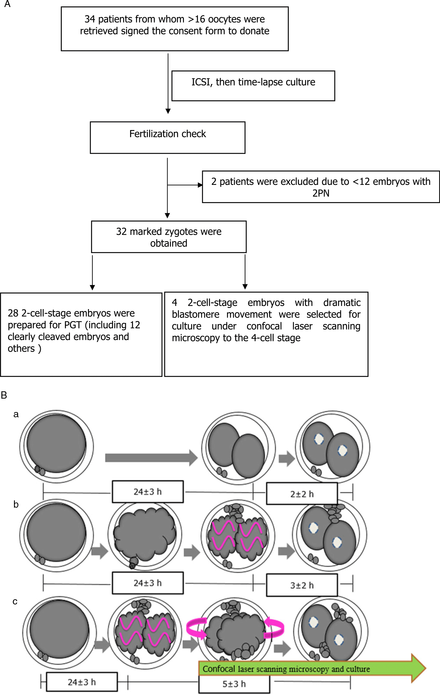 Blastomere Movement Correlates With Ploidy And Mosaicism In Early Stage Human Embryos After In 