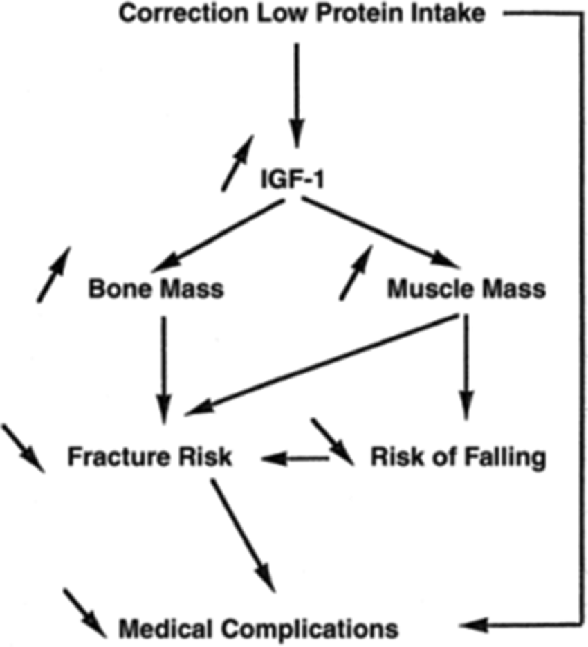 Protein intake and bone density