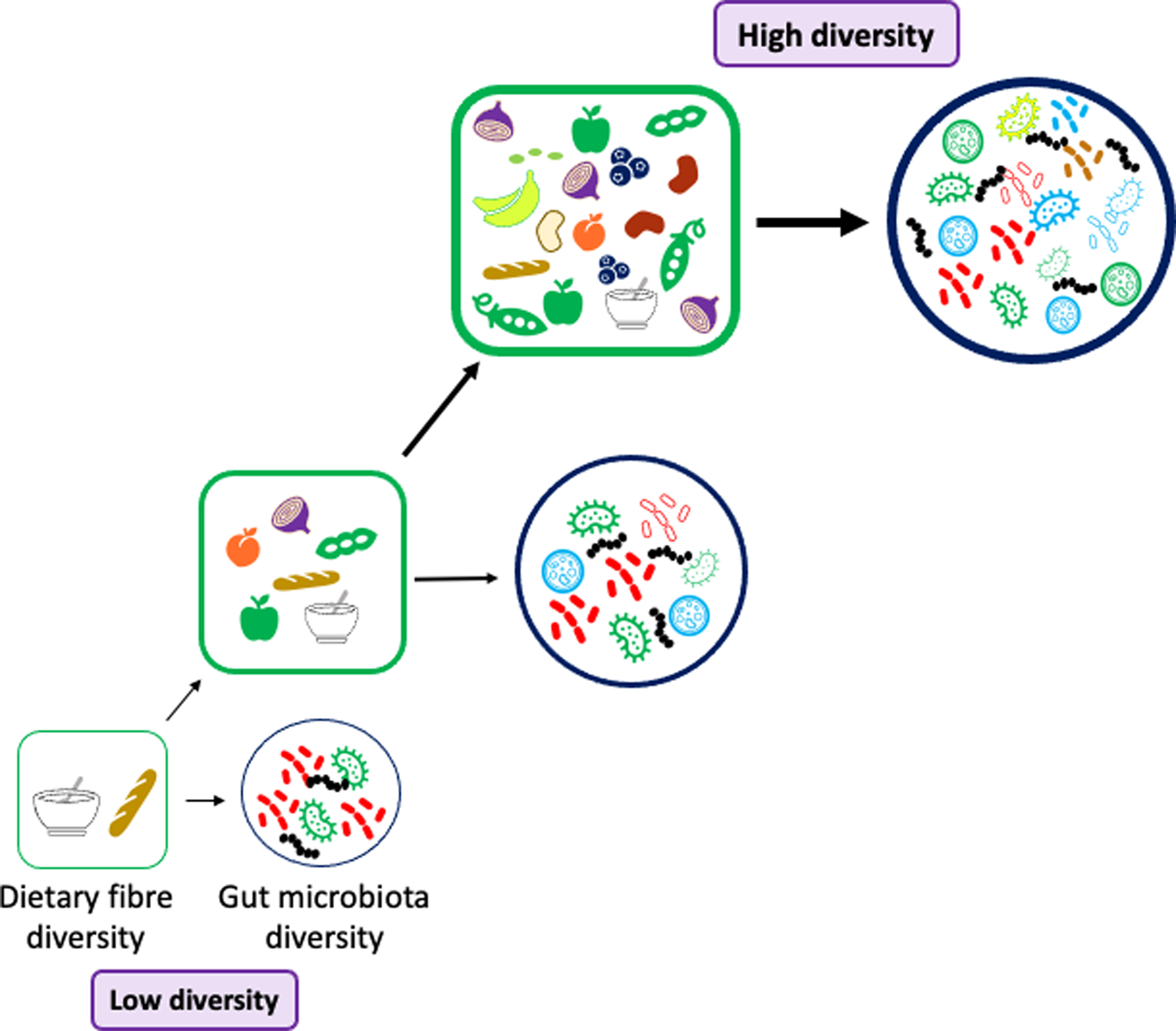 Frontiers  The interaction between dietary fiber and gut