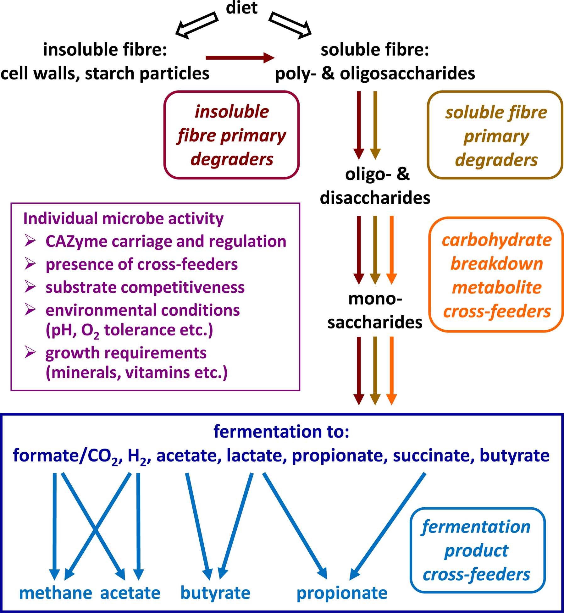 Dietary Fibre Complexity And Its Influence On Functional Groups Of The ...