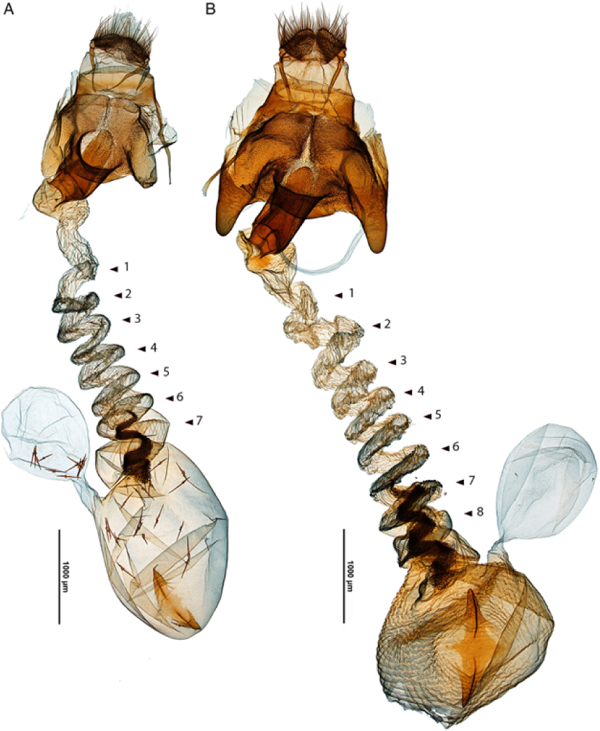 Allopatric separation represents an overlooked cryptic