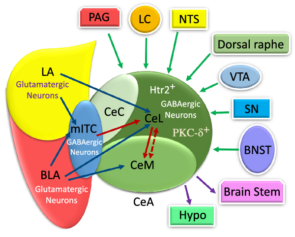 Convergent effects of neuropeptides on the feeding central pattern