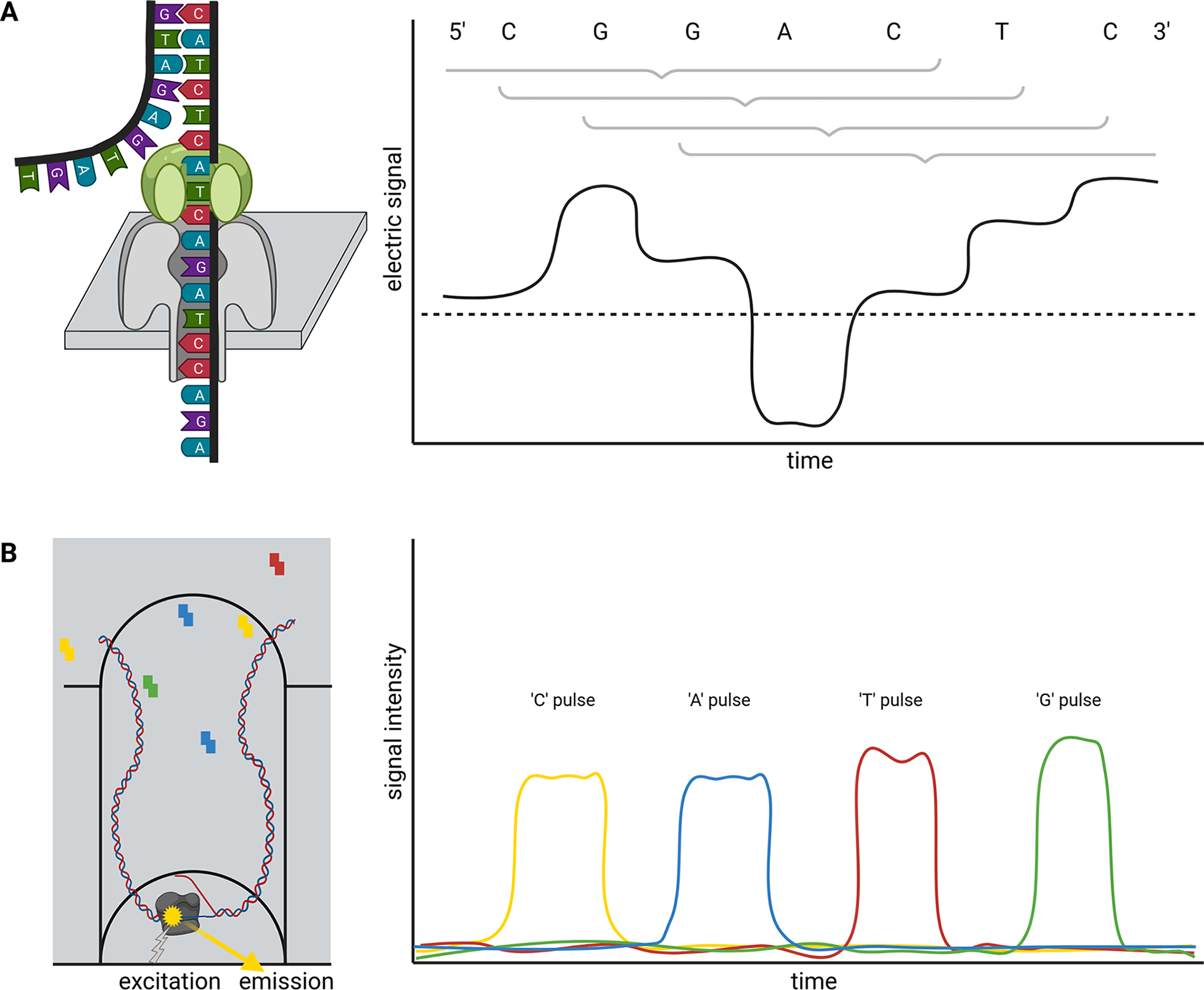 Plant Genome Sequence Assembly In The Era Of Long Reads: Progress ...